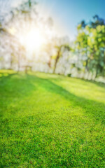 green natural grass background with sun rays and spring branches with leaves