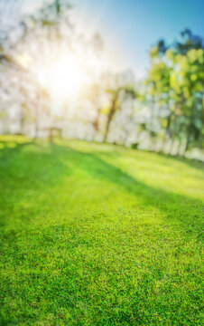 Fototapeta green natural grass background with sun rays and spring branches with leaves