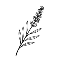 Lavender branch outline hand drawn vector illustration isolated on white background.