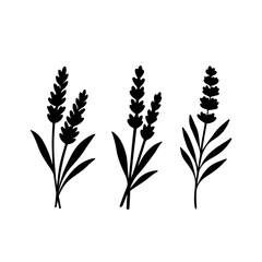 Lavender branch silhouette. Vector isolated on white background