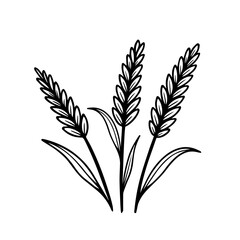 Sketch of wheat ears. Vector hand drawing illustration isolated on background.