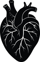 human Heart Illustration