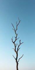 Obraz premium Bare tree standing against blue sky