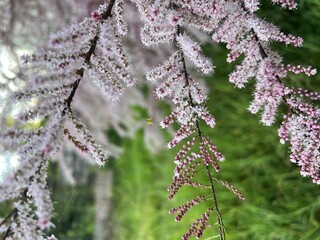 Branch with soft pink flowers in full bloom on a natural green background. Ideal for botanical, floral design, spring, and nature-related commercial projects.