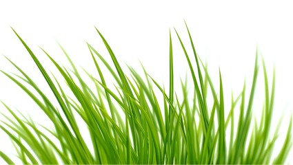 Obraz premium Close-Up of Ornamental Grass Swaying in the Wind Isolated on White Background – AI Generated Botanical Illustration