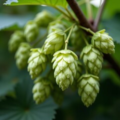 Green hop buds on a leafy branch