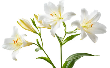 Fototapeta premium Beautiful white Peruvian lily isolated on a transparent background 