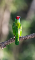 Blue-Throated Barbet