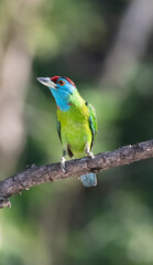 Blue-Throated Barbet