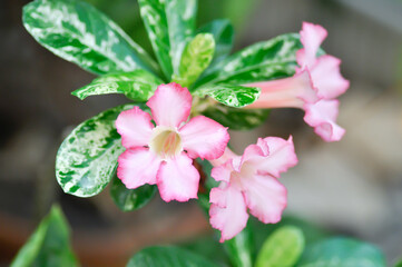 Desert rose, Impala lily or adenium obesum or Roem and Schult or Impala Lily or Pink Bignonia or Mock Azalea