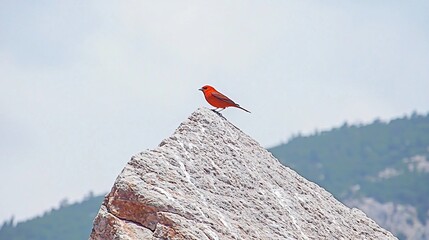 Red bird mountain peak serenity.
