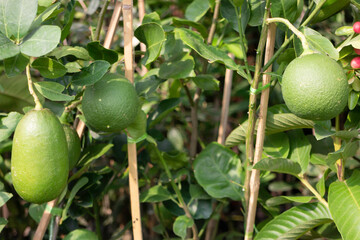 Shop on a plant and gardening market