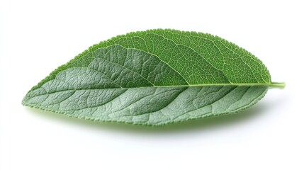 Single Green Leaf Close-Up Photography