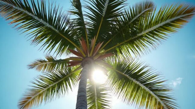 Underside of the coconuts tree with clear sky and shiny sun