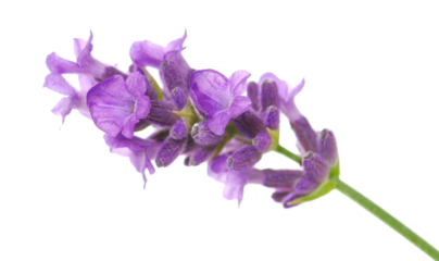 Lavender flower in spring, isolated on white, clipping path, (Lavandula)	