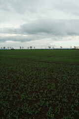 A field of grass with a cloudy sky in the background