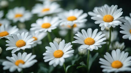 Fototapeta premium Beautiful Close-up View of White Daisies with Yellow Center in a Vibrant Garden Setting