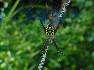 spider on a web