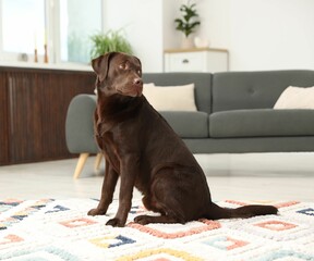 Cute dog on floor at home. Lovely pet