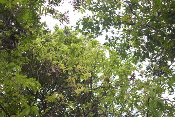 A vibrant tree with lush green leaves basking in the sunlight.