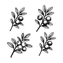 Vector drawing of cranberries. Sketch of a branch of berries hand drawing. for label, poster, print.