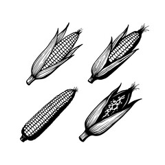Hand drawn Corn Sketch Illustration