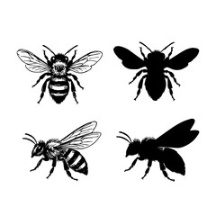Hand drawn illustrations of a bee, detailed vector clip art isolated on white background.