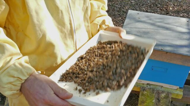 Dead bees. Beekeeper holds the tray full of dead bees taken from the beehive