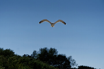 Rybitwa w locie © dariog1973