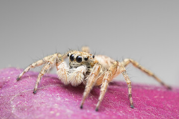 Close up of a jumping spider