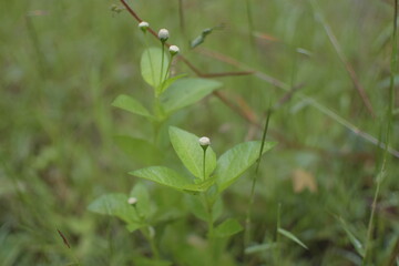 Grass in front of a rapid river.