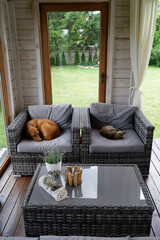 Pies i kot śpią na fotelach na tarasie © dariog1973