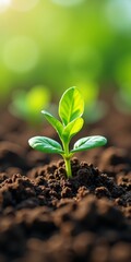 Small plant sprouting from soil or New growth in earth's crust