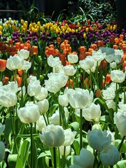 Tulip flowers blooming in a garden with green leaves and white flowers in the background.