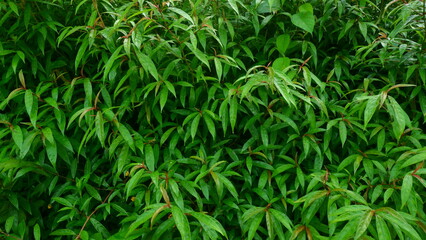 Close-up of lush and fresh green leaves after the rain, showing the natural texture and contrasting colors of the leaves. Suitable for natural background