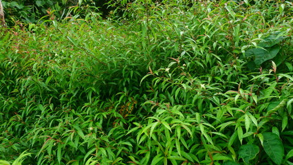 Close-up of lush and fresh green leaves after the rain, showing the natural texture and contrasting colors of the leaves. Suitable for natural background