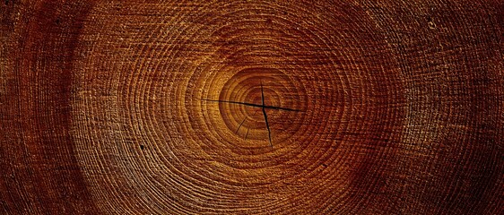 Fototapeta premium Generative AI, Dark Hardwood Cross-Section with Visible Growth Rings