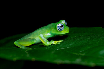 Ghost glass frog (Hyalinobatrachium pellucidum), camouflaged among the vegetation in Guápiles, Costa Rica