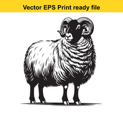 Valais Blacknose Sheep Vector Art | Swiss Alpine Fluffy Sheep | Cute Farm Animal Clipart