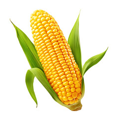 Fresh corn on the cob with green leaves isolated on white background