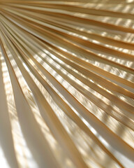 Golden palm leaf casting shadows on neutral surface