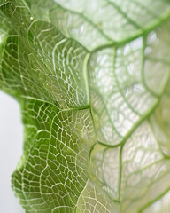 Macro of translucent green leaf showing detailed vein structure