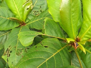 green leaves background