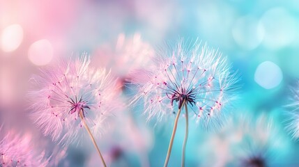 Blue and pink colors featuring light streaks resembling fireworks bursting in the night sky, creating a magical effect.