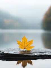 Photograph of a single yellow maple leaf resting on a black rock. the leaf is in the center of the image, with its stem and leaves clearly visible.