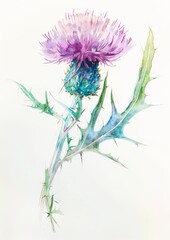 Watercolor illustration of a purple thistle plant on white background