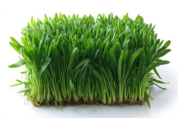 Fresh green wheatgrass patch for health and wellness designs