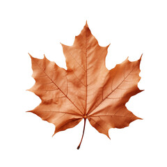 maple leaf autumn colors