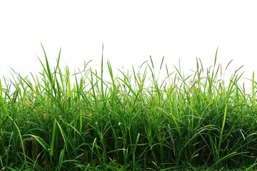 Verdant green grass on white background for nature design projects