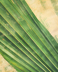Overlapping green palm leaves against textured sand